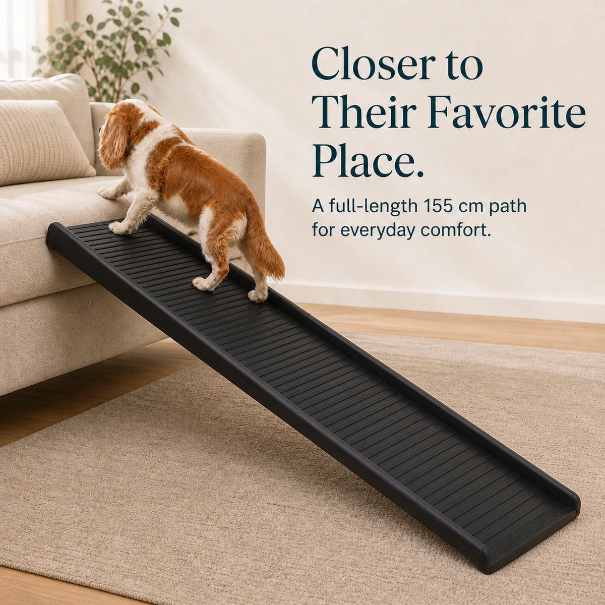 Long black dog ramp helping a spaniel reach a sofa