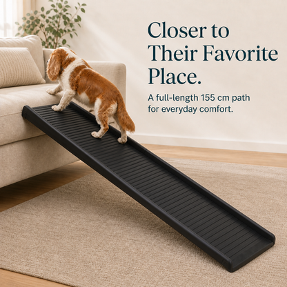 Long black dog ramp helping a spaniel reach a sofa